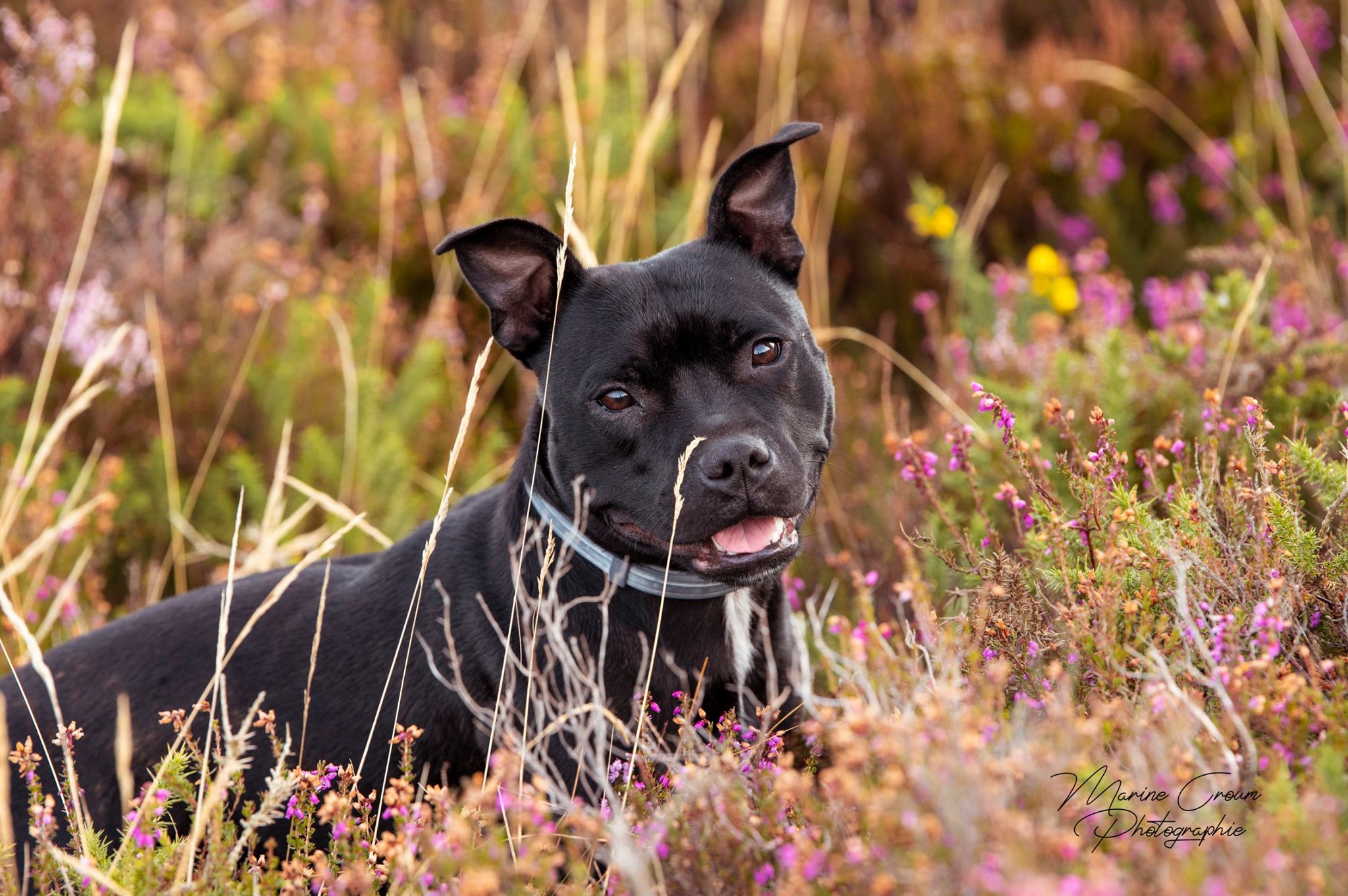 Photographe chien - Marine Croum