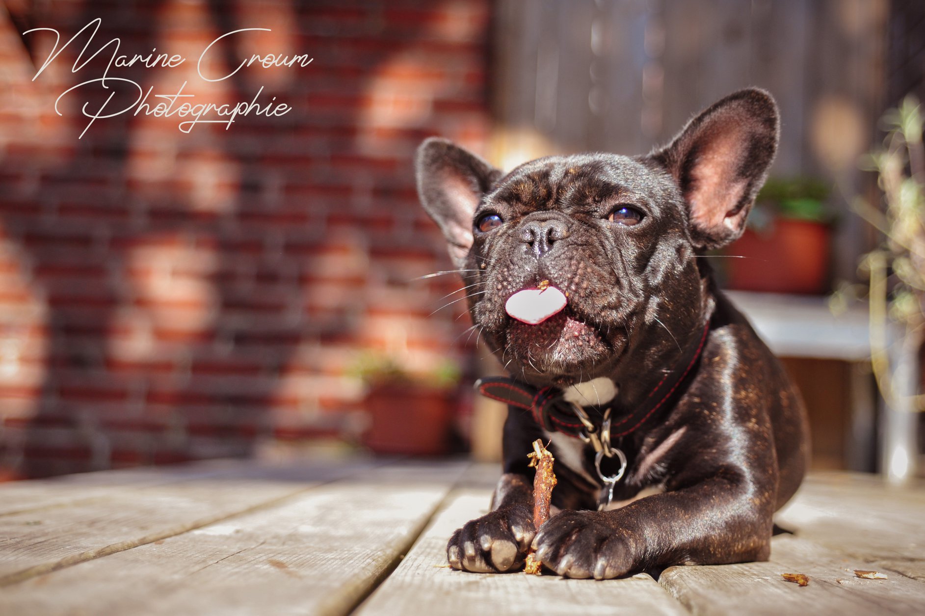 Photographe chien - Marine Croum