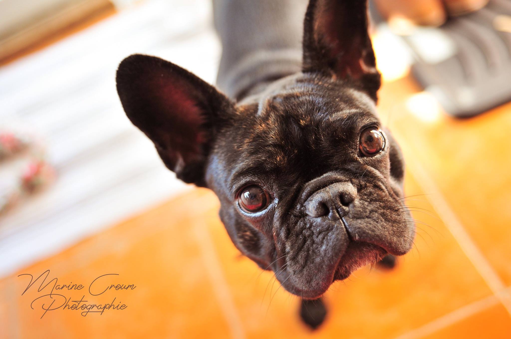 Photographe animalier - Marine Croum