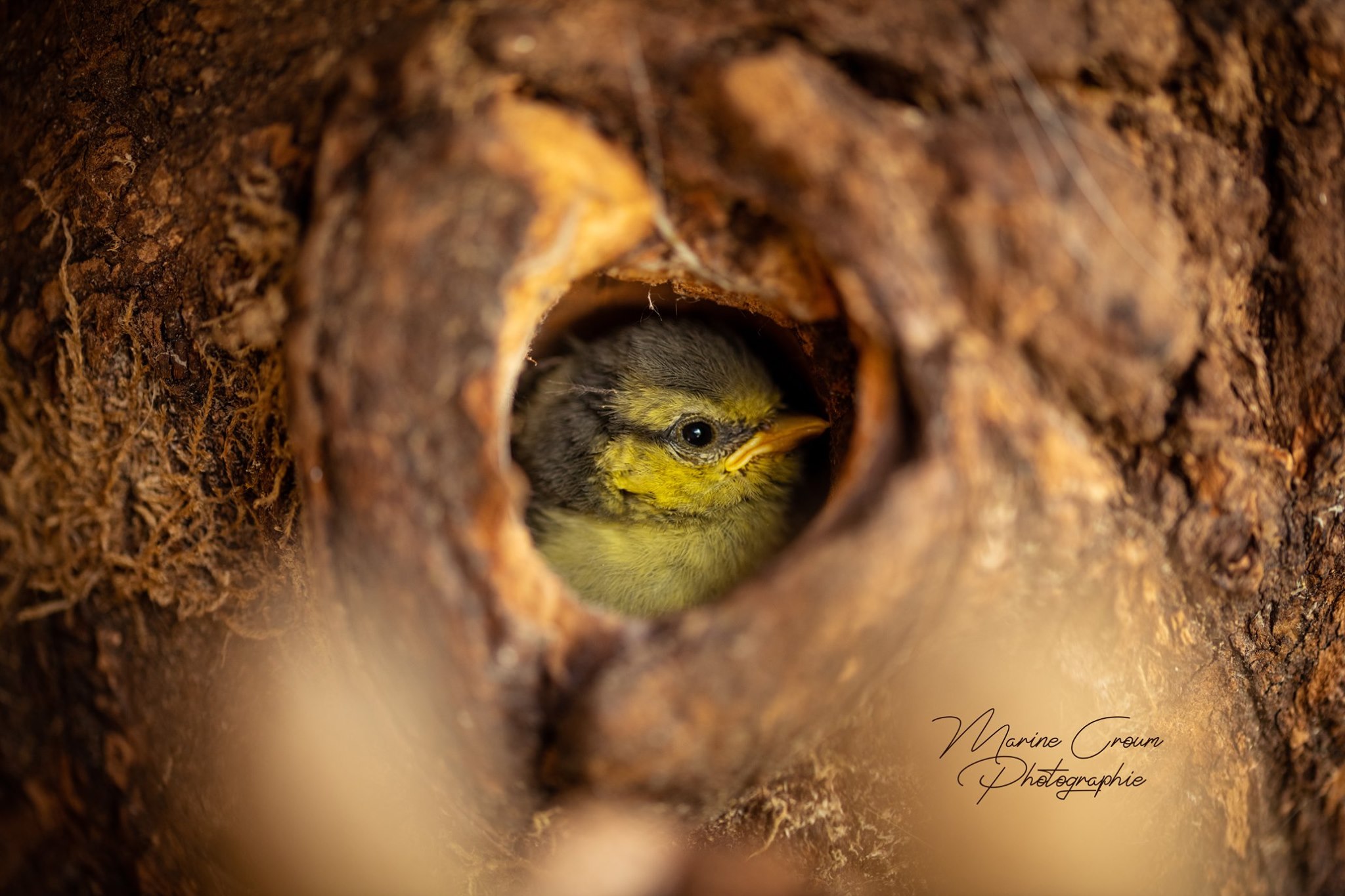 Photographe animalier - Marine Croum