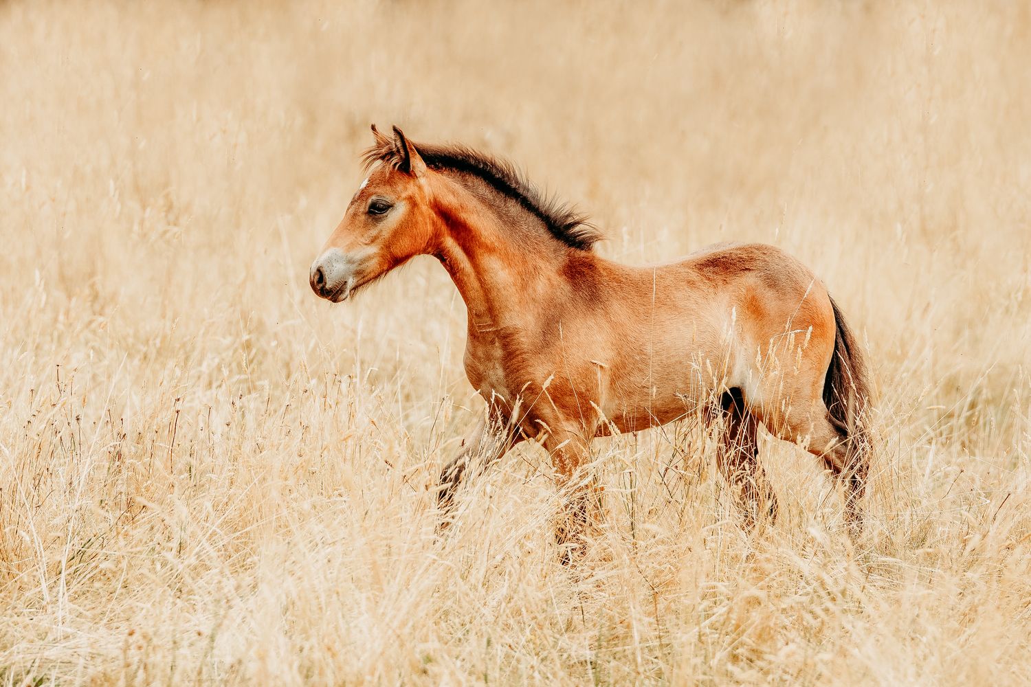 Marine Croum photographe chevaux