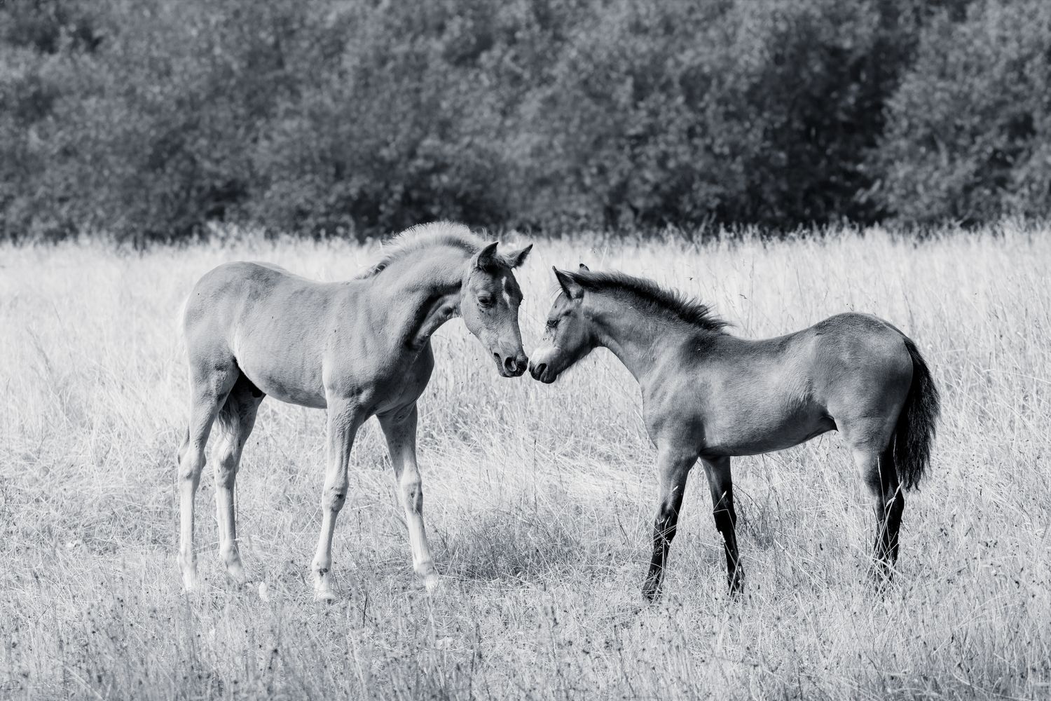 Marine Croum photographe chevaux