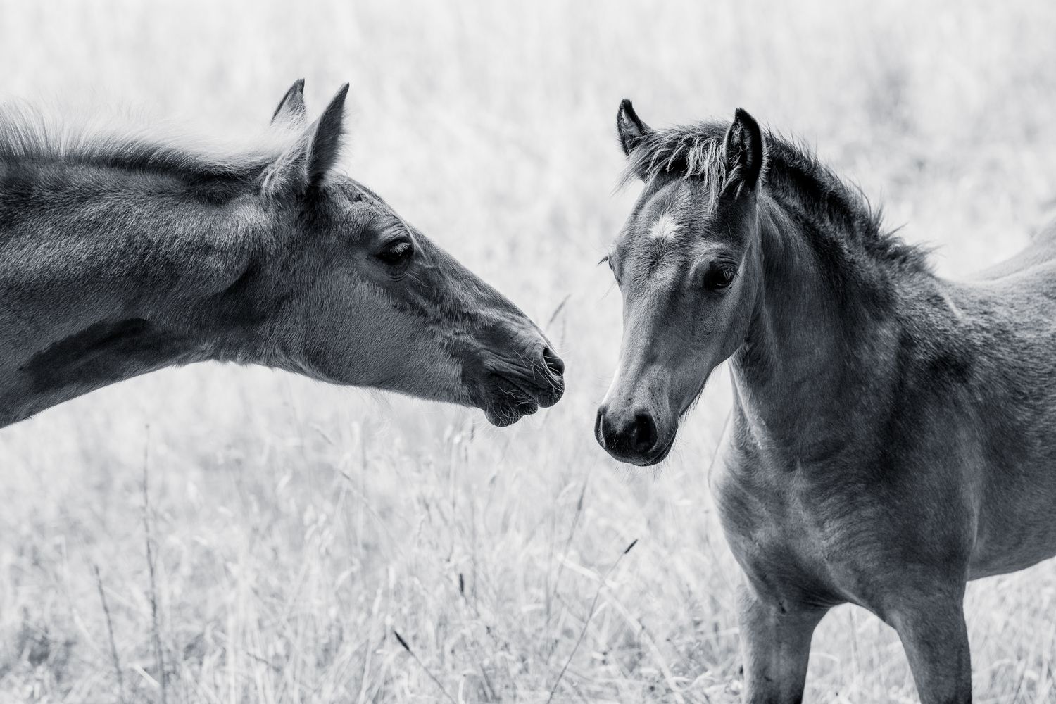 Marine Croum photographe chevaux