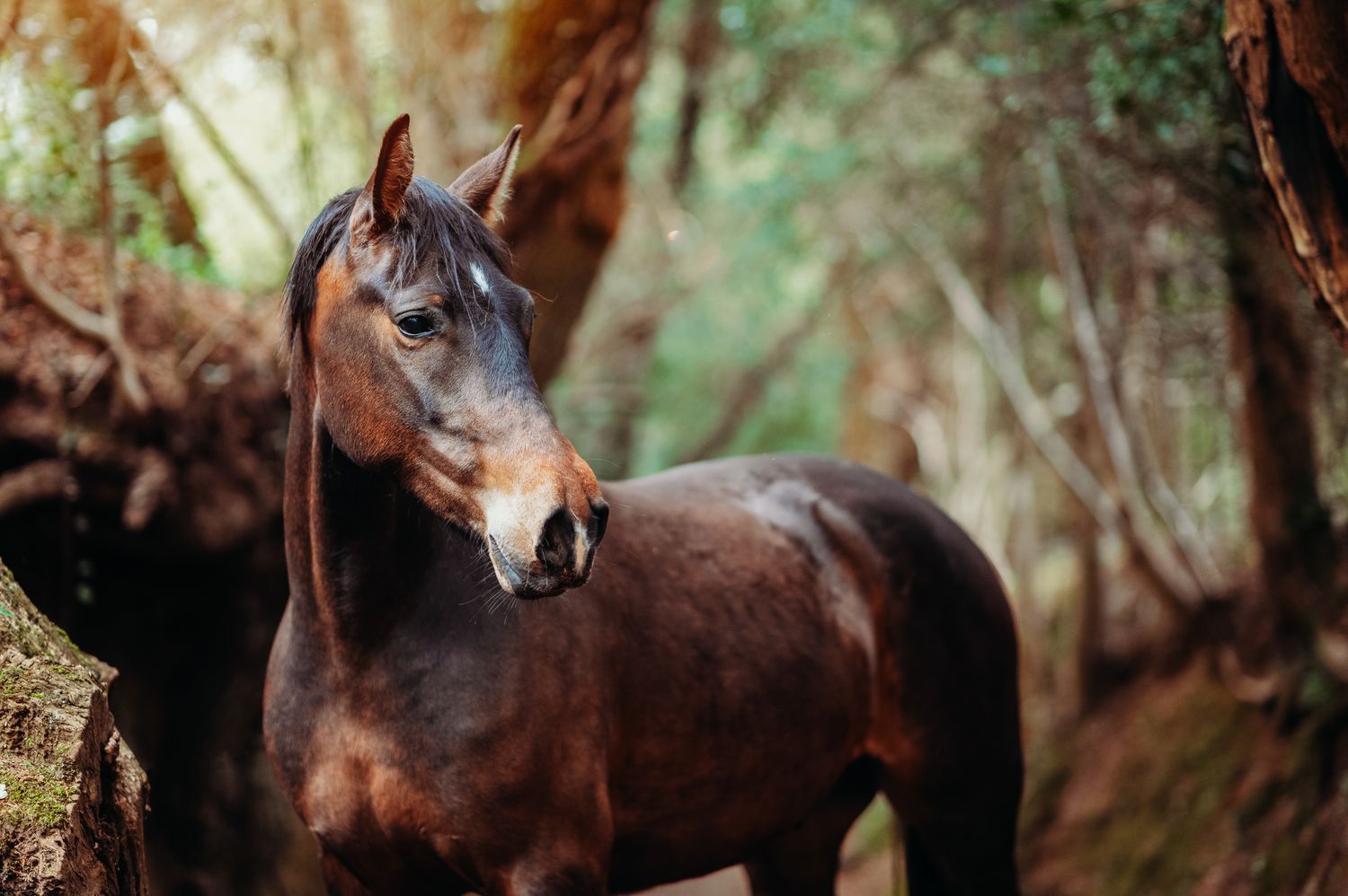 Marine Croum photographe chevaux